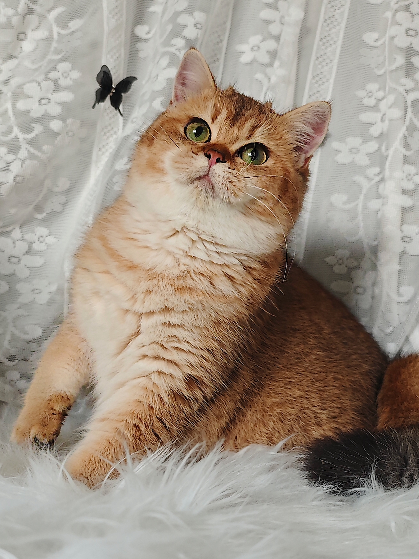 结构超好的妹妹